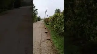 Сирень