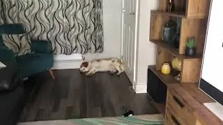Dog Is Not Happy About Being Inside ║ 60 Subscriber Special