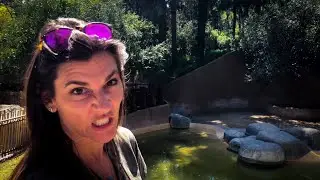 Meerkat BABY! Daily VLOG 128