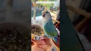 A parrot lost its home and a man saved it.
