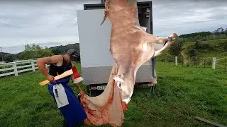 How to milk | Cow milking machine | Milk the cow