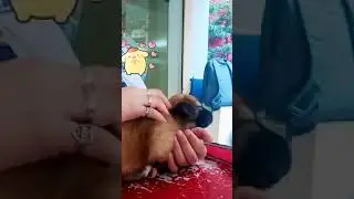 Hello! I'm Chuchay, the cute little puppy!