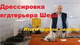 Дрессировка ягдтерьера Шера. Итоги первой недели