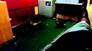 Утки в салоне красоты.