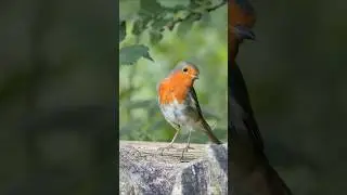 European Robin beautiful bird song #birds