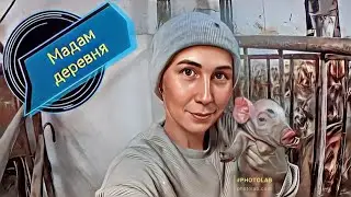 Принимаю ночной опорос у свиноматки породы пьетрен.