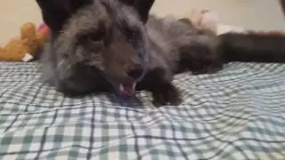 fox Just chillin'