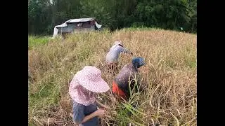 Paddy Field Trip harvesting festival at Ranau, Malaysia