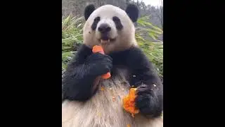 Панда кушает морковь 🥕 