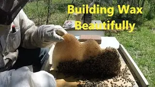 Another Swarm Catch-Bees Building Fast