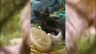 Котёнок в доме
