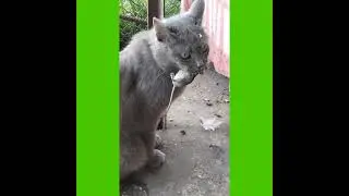 Кошка поймала мышь и отдала котенку.