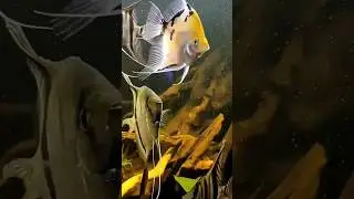 Angel Fish Breeding Pair💓#shorts