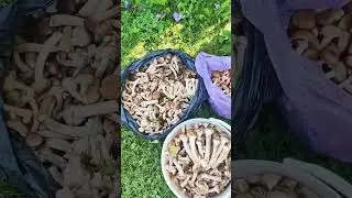 🍄🍄Сбор ОПЯТ🍄🍄👍👍👍 Волоколамский район 🤗🙏