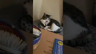 Симба