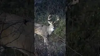 The Arkansas ear-piercing, public buck. #deer