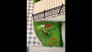 The dog found the key 🔑