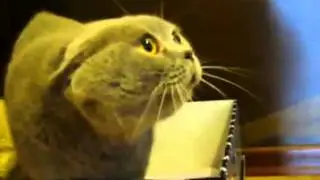 Кот- дя-дя-дя-дя-дя-дя....