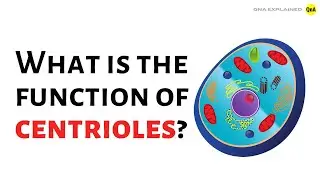 What is the function of centrioles ? - QnA Explained