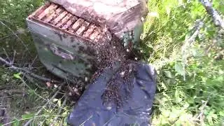Рой  заходит  в  улик  !!!!!!