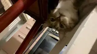 Ох уж этот кот?