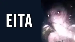 AMERICANO POSTOU VÍDEO DO ET DE VARGINHA??