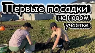 Посадили первые кусты в саду| ВаняЛена