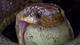 David Attenbruh's World of Sneks