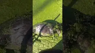 Big Beaver Catch! 330 in Action!