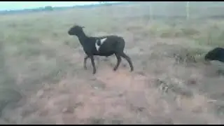 CHEGARAM MAIS DUAS NOVAS OVELHAS PARA O REBANHO.🐑🐑