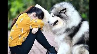 Best Friend - Loyal Dogs Videos Compilation 2020