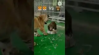🐻:Who says tiger is stronger then me?😎 🐯🐯 vs 🐻