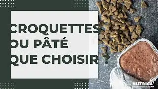 🧐 Croquettes OU Pâté Pour Votre Chien : LEQUEL CHOISIR ?