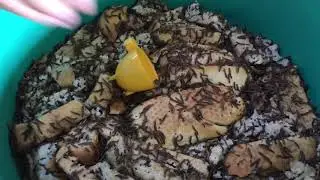 Aprenda como ter uma criação de tenebrio na sua casa / Felipe do papa capim