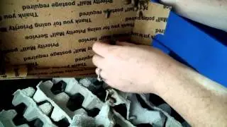 DubiaColony.com Unboxing