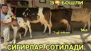 ШОМИРОДНИ БОЗОРИДА 3 БОШЛИ ТАРГИЛ СУТЛАРИ КУП СИГИРЛАР СОТИЛАДИ SOTILADIGON SIGIRLAR 27 августа 2024