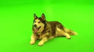 Dog Green Screen Video | Free download dog green screen background