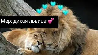Lps:Mep " дикая львица " НЕ ЗДАТО!!!!!