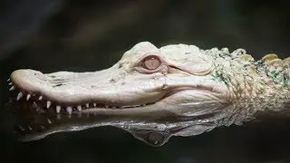 RAREST Reptiles on the Planet