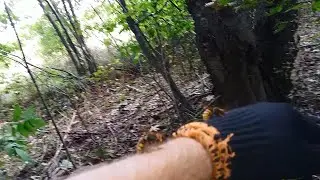 Укус Шершня. Укус Шершней . Гнездо Шершней.20.08.2021г