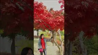Autumn in South Korea
