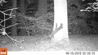 Suprisingly Agile Pine Marten Showing Climbing Technique On Video