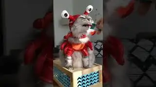CAT TRAINING | HOW TO TRAIN YOUR CAT | CAT VIDEOS | HONEST CAT | MEOWMEOW | #shorts