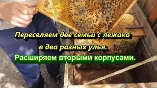 Пересаживаем две семьи с одного лежака с последующим расширением.