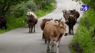 სამცხე-ჯავახეთს ბრუცელოზი უტევს - რატომ ვერ ახერხებს სახელმწიფო დაავადების გავრცელების შეჩერებას
