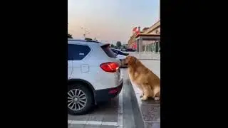 Barking Sensor