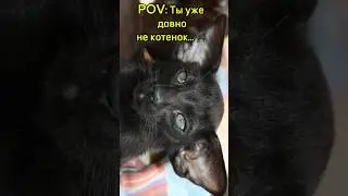 Люцифер 🥰 ты уже давно не котенок, но…🐈‍⬛ #shorts #котики #коты #животные #reels