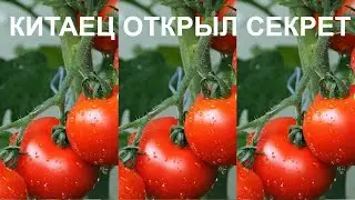 Как увеличить урожайность томатов. Китаец открыл секрет
