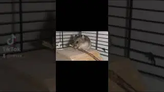 Геймплей хомяка!