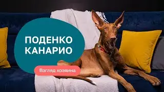 Поденко Канарио – все о породе, плюсы и минусы — шоу «Ожидание/реальность»